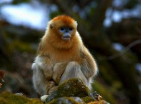 Золотистая курносая обезьяна (Pygathrix roxellana)