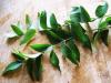 Листья карри — секретный ингредиент индийских блюд