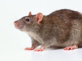 Особенности поведения крыс, о которых вы, возможно, не знали